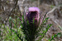 thistle