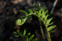 fern fiddlehead