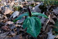 trillium